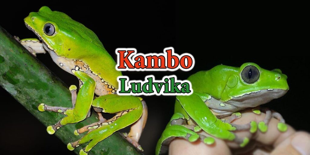 Kambo Ludvika