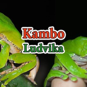 Kambo Ludvika