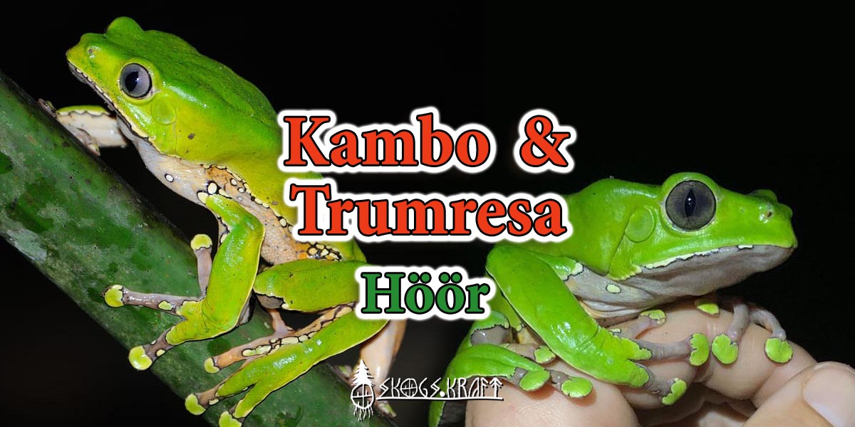 kambo & trumresa - Höör